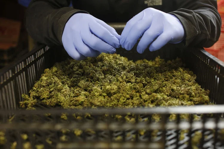 Produção de maconha em Israel: Bélgica, os Países Baixos, Portugal, a Alemanha e a Suíça são possíveis grandes mercados para o produto. (Nir Elias/Reuters)