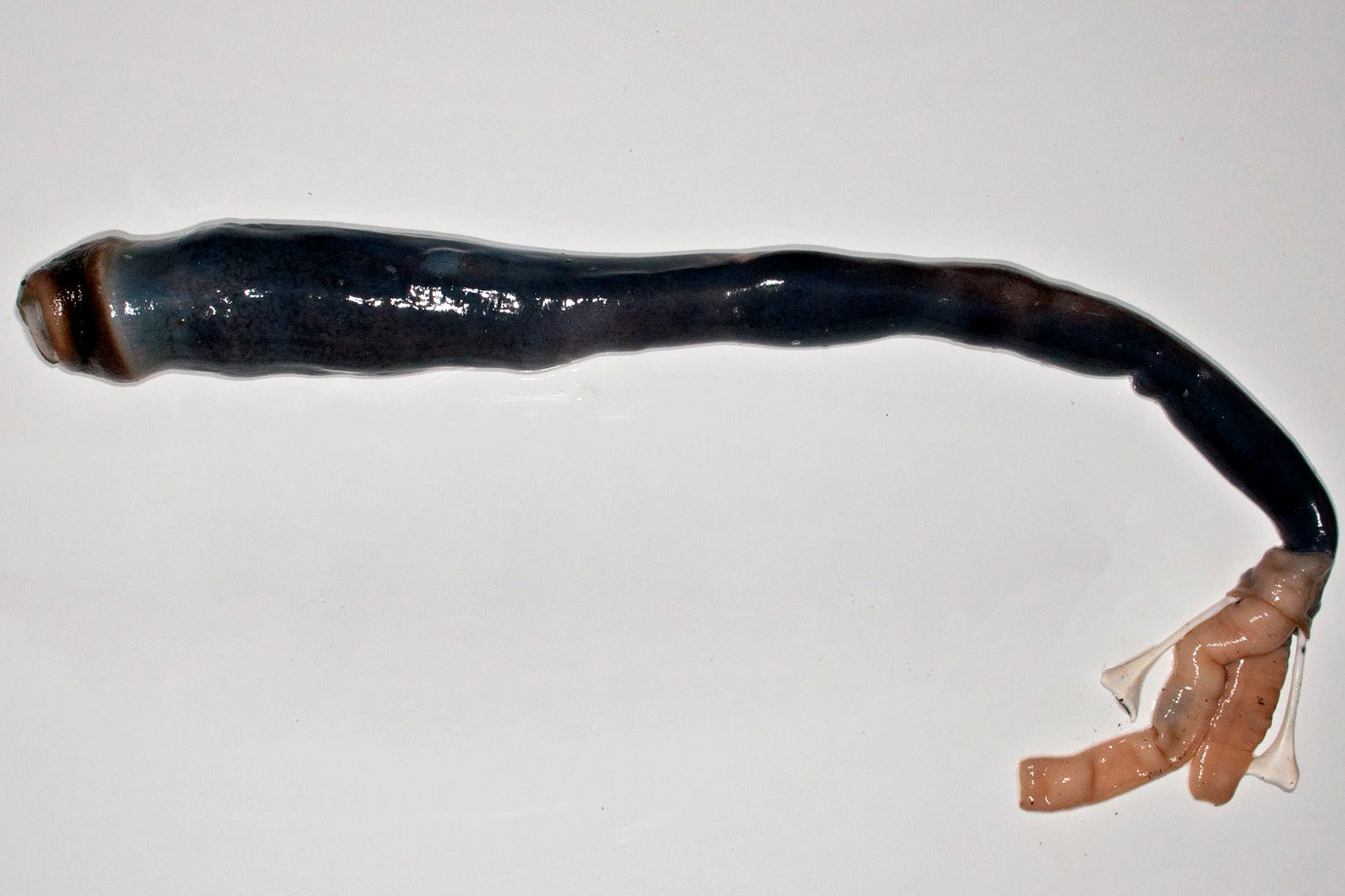 Cientistas encontram criatura bizarra em lagoa nas Filipinas