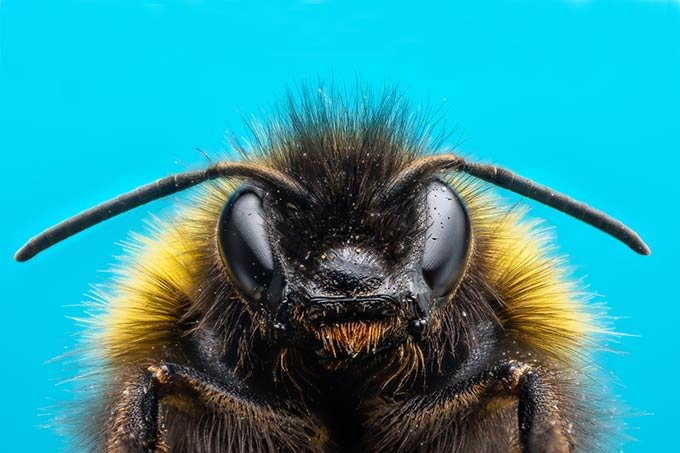 Pesticida afeta capacidade de voo das abelhas — e polinização