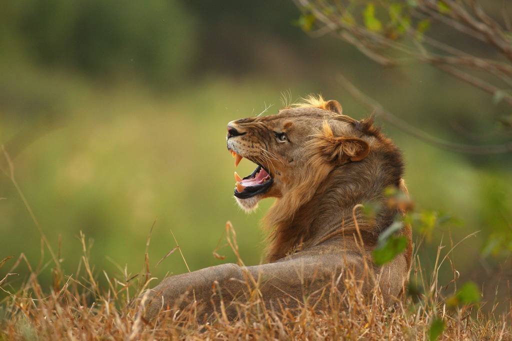 Cinco leões escapam de parque nacional na África do Sul