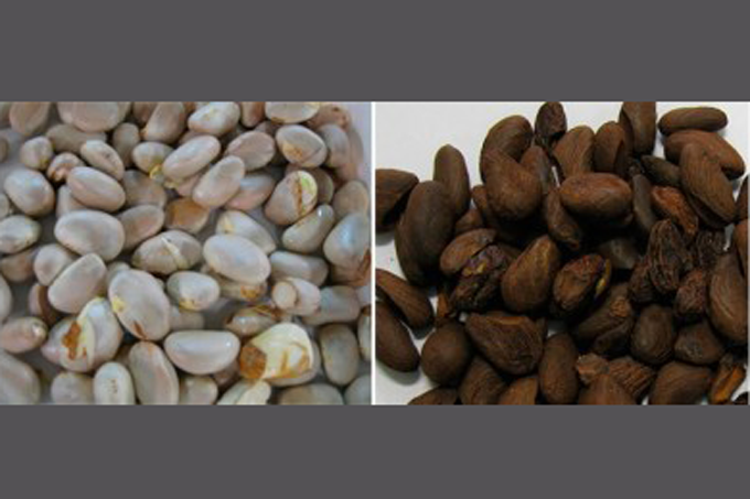 Pesquisadores obtêm aroma de chocolate em sementes de jaca