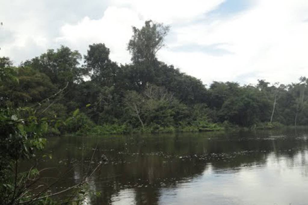 Amazônia: somados a cortes anteriores, os deputados liberaram para exploração uma área total de 597 mil hectares de terras na região (Werick França Silva/Wikimedia Commons)