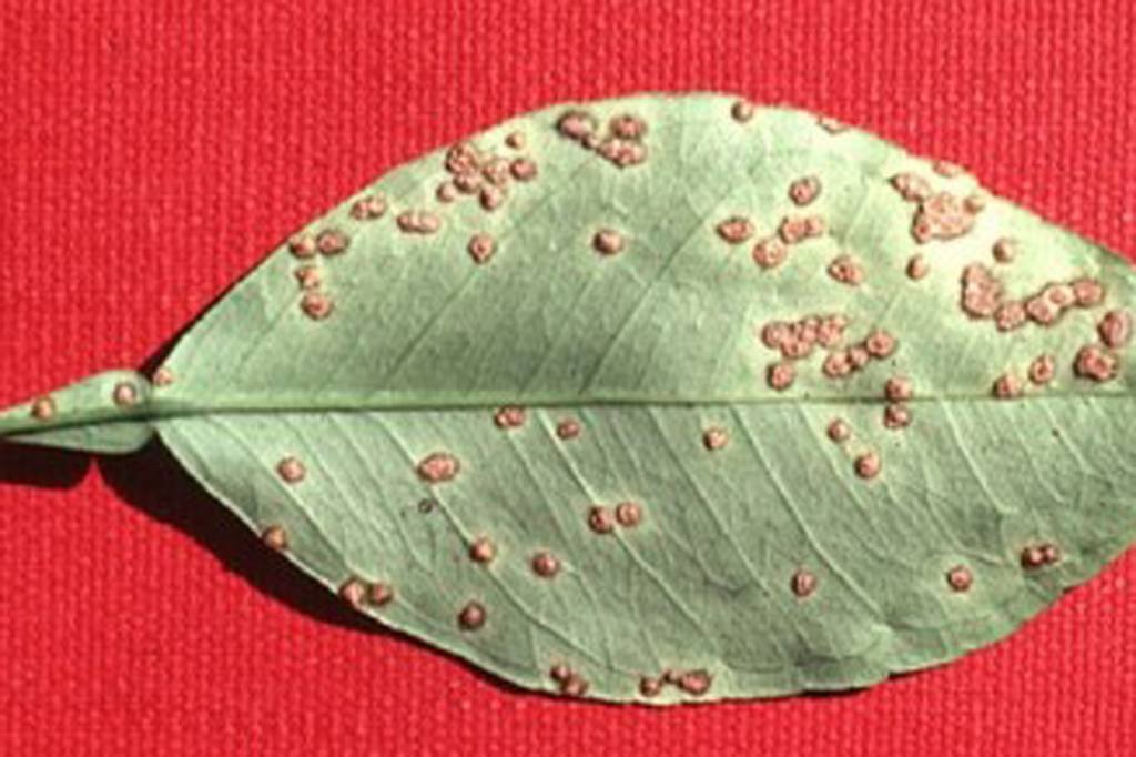 Cancro cítrico: formulações bactericidas utilizadas hoje para prevenir a propagação da doença, que causa lesões em folhas, frutos e ramos (Wikimedia Commons/Foto)