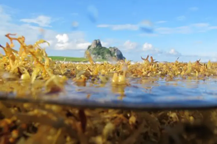 Alga parda pertencente ao gênero Sargassum é muito comum no Atlântico Norte, em uma região do Caribe cercada por correntes oceânicas (Marina N. Sissini/Agência Fapesp)