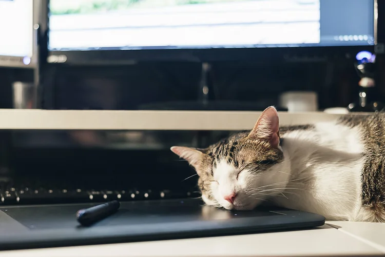 Gato dorme sobre computador em escritório (santypan/Thinkstock)