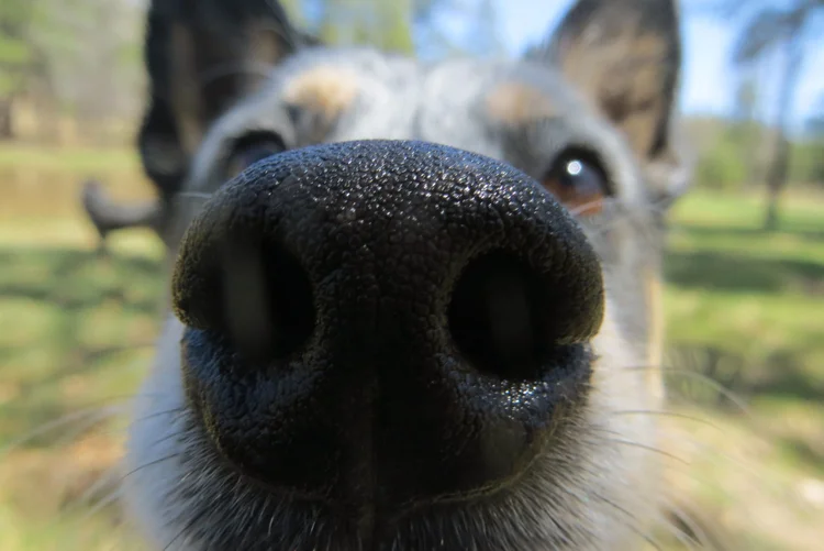 Cachorro: animais teriam resposta mais agressiva com pessoas receosas (WiindWolfPhotography/Thinkstock)