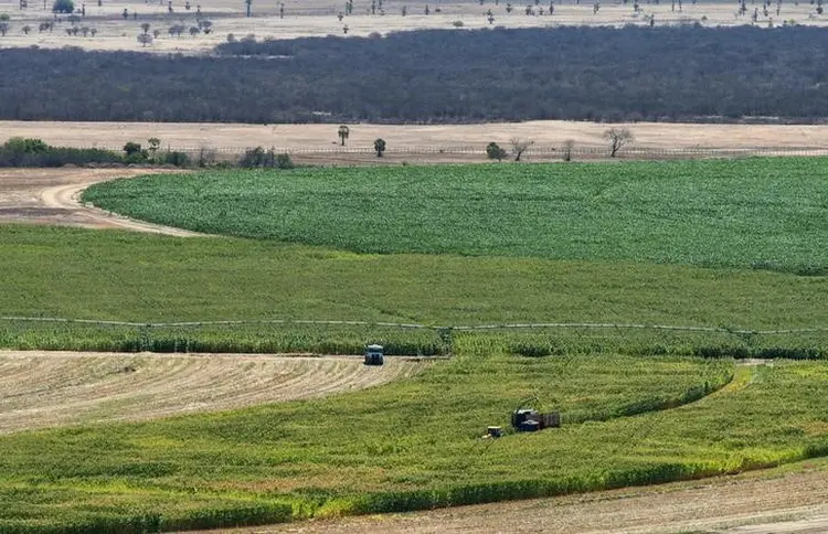 Plantação de milho em Limoeiro do Norte, no Estado do Ceará. (Davi Pinheiro/Reuters)