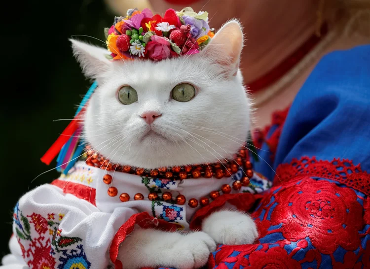 Gatos: o estudo revelou que, ao contrário dos cães ou cavalos, os humanos não criavam gatos por sua aparência (Gleb Garanich/Reuters)