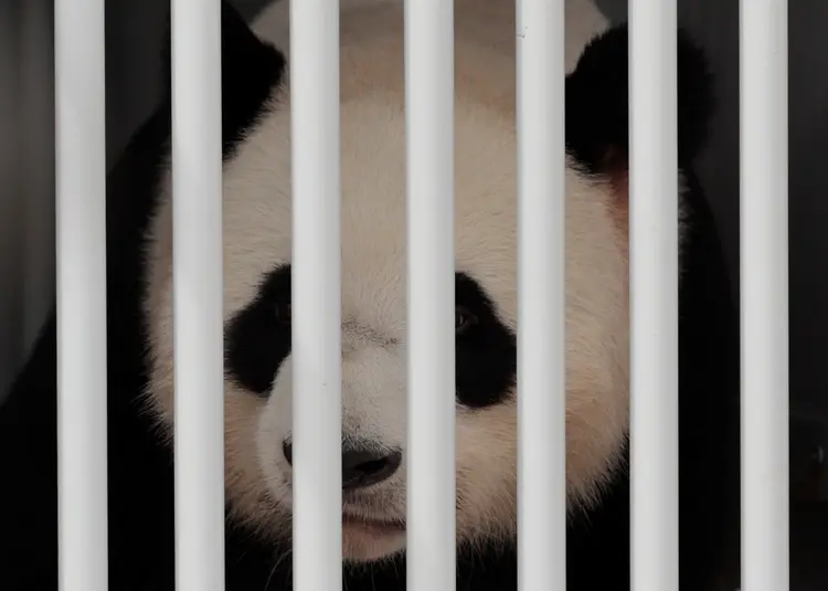 Pandas: Jiao Qing, que em breve completará sete anos, foi acompanhado da fêmea Meng Meng, de quatro (Axel Schmidt/Reuters)