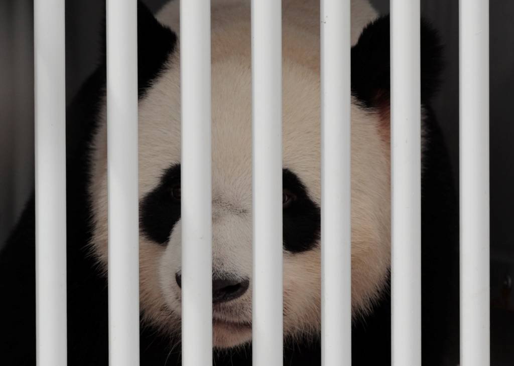 Dois pandas "embaixadores" da China chegam a Berlim