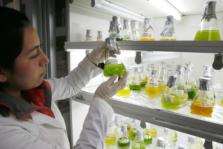 Microalgas: o principal desafio será produzir um volume suficiente de microalgas (Rodrigo Garrido/Reuters)