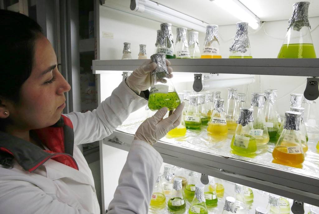 Cientistas chilenos produzem biodiesel a partir de microalgas