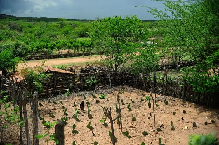 Agricultura: o dado foi puxado pelas primeiras chuvas da quadra invernosa do Ceará (Fernando Frazão/Agência Brasil)
