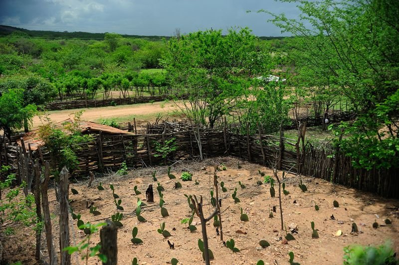 NORDESTE: Região tem alta de 89% na safra de janeiro, em relação a 2016. Na foto, plantação na comunidade rural de Irapuá, em Nova Russas, Ceará / 