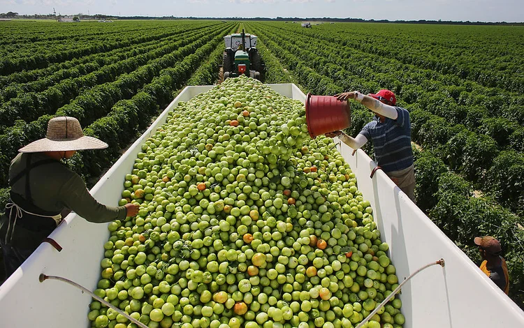 PLANTAÇÃO DE TOMATES: a humanidade deve passar de 9 bilhões de pessoas em 2050 e espera-se que haja tecnologia para aumentar a produção agrícola e alimentar a população / Joe Raedle/Getty Images