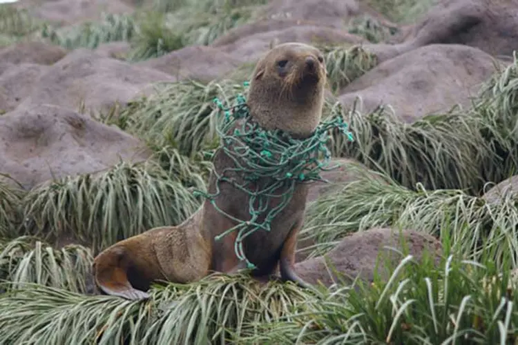 Plásticos ameaçam vida marinha na Antártica.  (Claire Waluda/Divulgação)