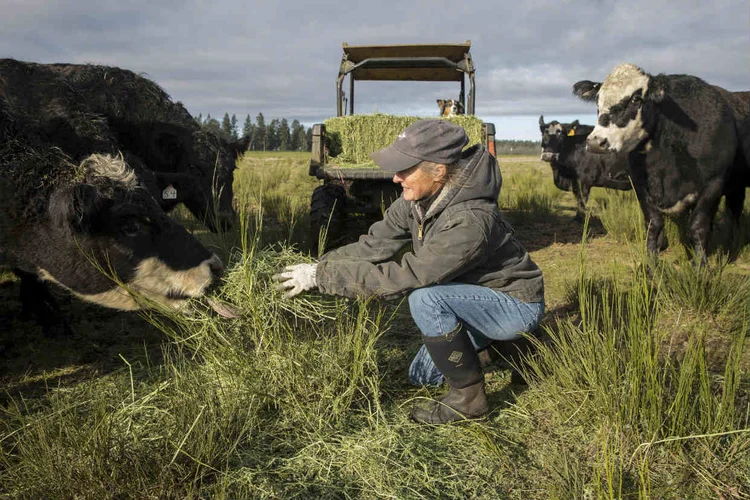 BECKY WEED, DA HARLOW CATTLE CO.: um número crescente de produtores vende suas carnes especiais em sites  / Ruth Fremson/The New York Times