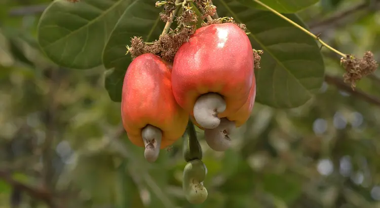 CAJU: a fruta corresponde a 33% da área plantada do Nordeste, mas passa por um de seus piores momentos  / Wikimedia Commons (Foto/Wikimedia Commons)