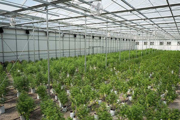 Desempenho de fundo de cannabis dos EUA faz investidor esquecer os riscos