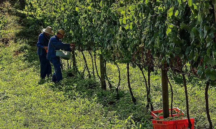 COLHEITA NA SERRA GAÚCHA: o suco integral de uva está salvando a lavoura  / 