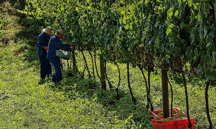 COLHEITA NA SERRA GAÚCHA: o suco integral de uva está salvando a lavoura  / 