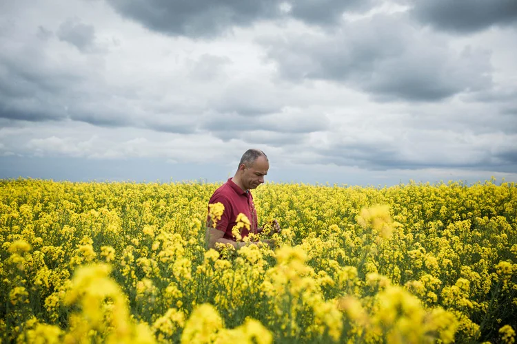 ARNAUD ROUSSEAU: sua plantação de colza — usada no biodiesel — teve aumento de produção, apesar de não usar transgênicos / Ed Alcock/ The New York Times