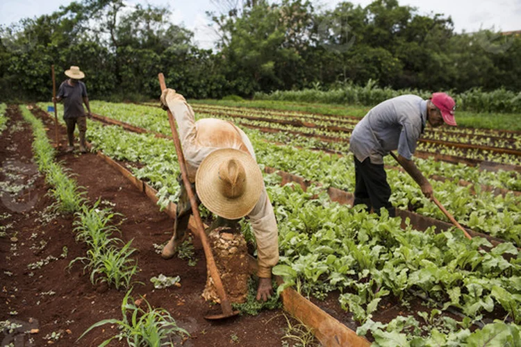 FAZENDA EM CUBA: oásis da agricultura orgânica, o país tem uma oportunidade de ouro no mercado americano / Lisette Poole/The New York Times