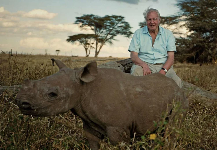 DAVID ATTENBOROUGH: cena do encontro com um raro rinoceronte cego durante um de seus documentários para a BBC / Divulgação