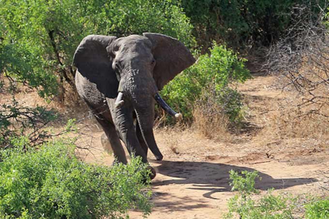 Surge uma nova arma na luta contra matança de elefantes na África