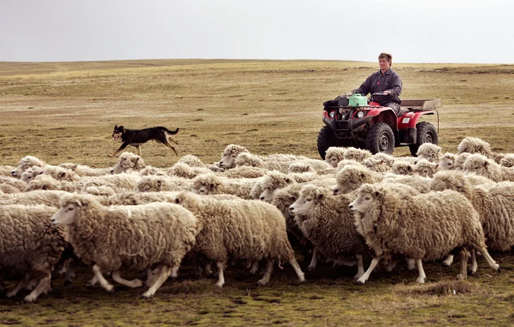 ILHAS FALKLAND: arquipélago disputado por Argentina e Reino Unido tem pouco menos de 3.000 habitantes / Peter Macdiarmid/ Getty Images