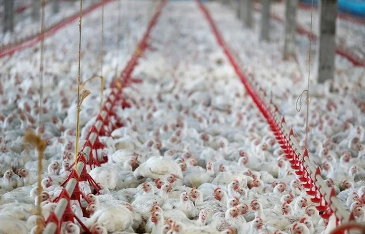 Carne de frango: vendas para os Emirados Árabes Unidos, Japão e África do Sul foram os destaques positivos neste início de ano (Rodolfo Buhrer/Reuters)