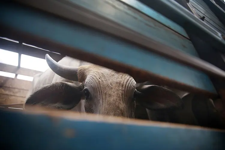 CARNE BOVINA: Exportação movimentou 5,5 bilhões de dólares em 2016 / Mario Tama/Getty Images (Mario Tama/Getty Images)