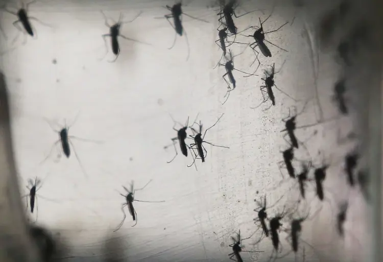 Aedes aegypti: outras 15 mortes ainda estão em análise para descobrir se decorreram da doença (Foto/Getty Images)