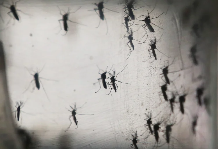 AEDES AEGYPTI: Viroses transmitidas por mosquitos avançam cada vez mais no Brasil / Mario Tama/Getty Images (Foto/Getty Images)