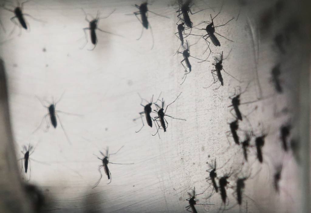 Aedes Aegypti: ao todo, serão espalhadas nessas localidades 20 mil armadilhas para coleta (Foto/Getty Images)
