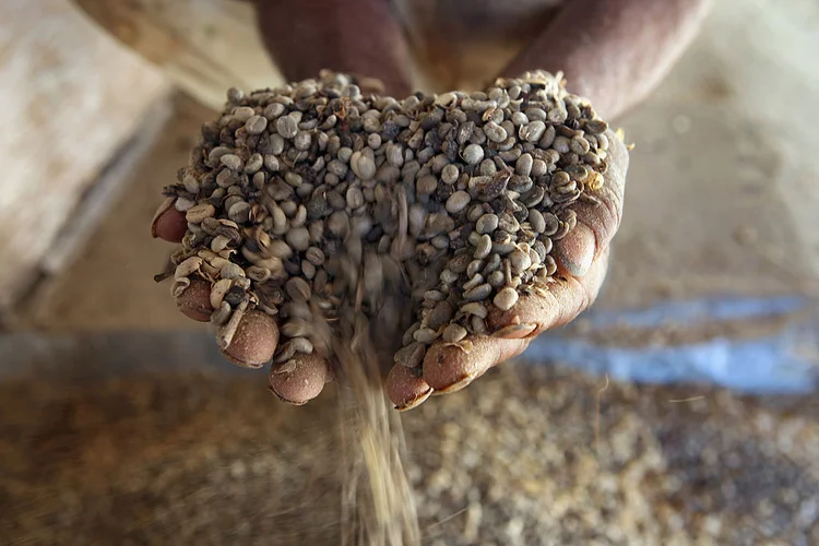 CAFÉ: Atividade econômica brasileira volta a crescer; agronegócio é um dos indicadores usados para realizar a medição / David Silverman/Getty Images