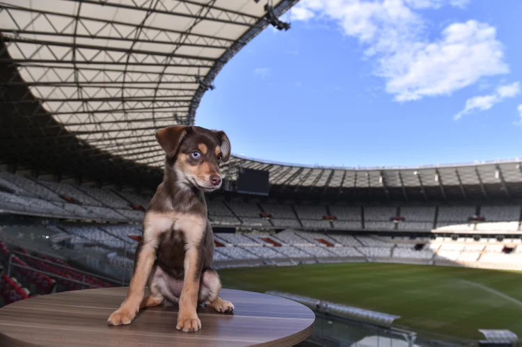 Mineirão: a cadelinha Ginga foi adotada pela equipe do Gigante da Pampulha para integrar funcionários (Ludmila Resende/Mineirão/Divulgação)