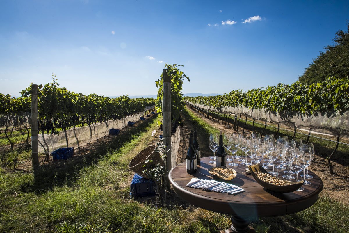 Nova referência em vinhos pode surgir de onde menos se esperava