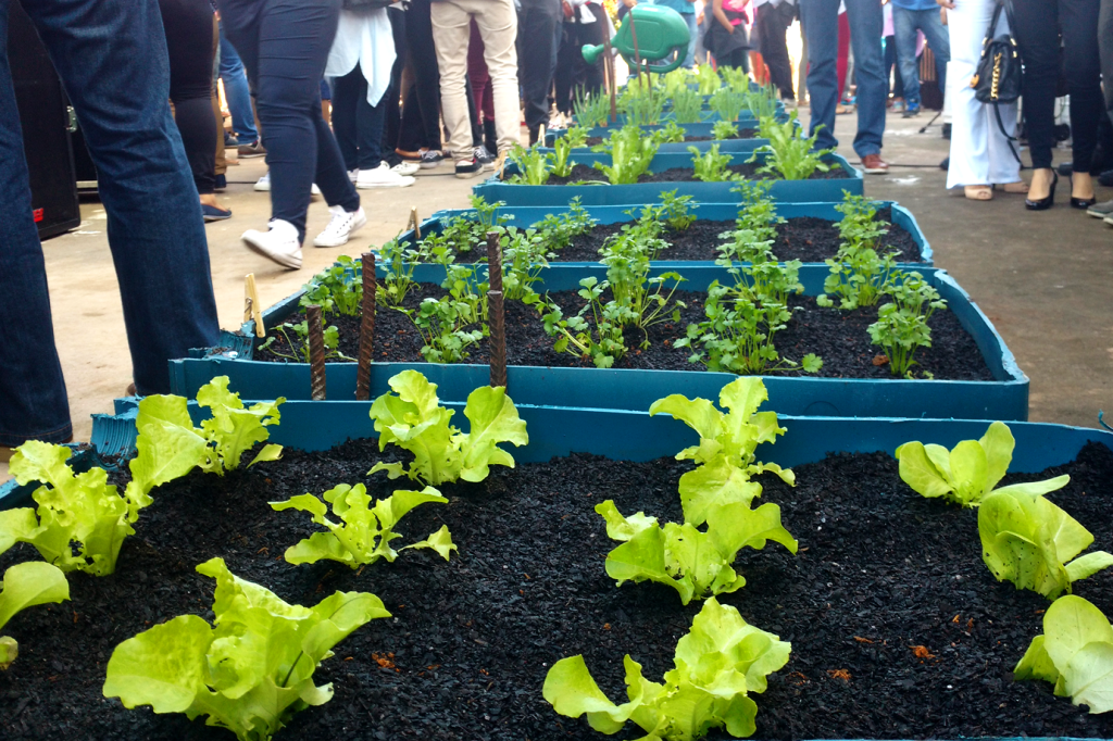 Projeto promove o cultivo de hortaliças em lajes de Paraisópolis