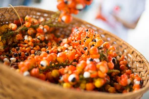 Amazônia: projeto quer levar 100 mil mudas de guaraná até 2026 e fortalecer agricultura familiar