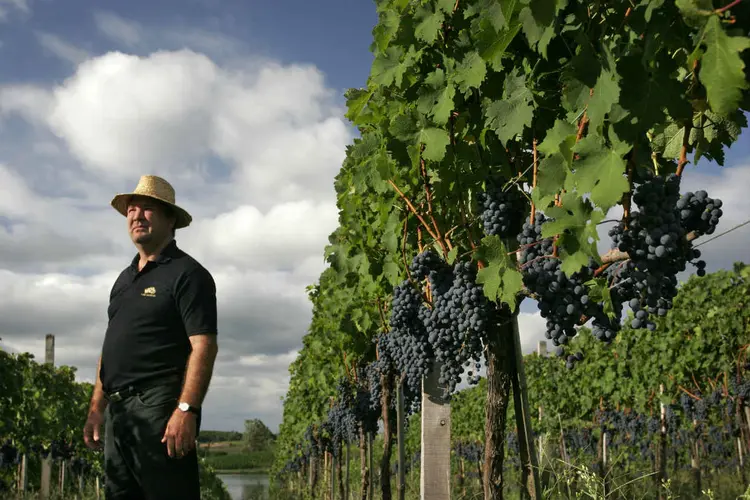 JUAREZ VALDUGA: &#8220;ainda há muito preconceito com o vinho brasileiro&#8221;  / Divulgação