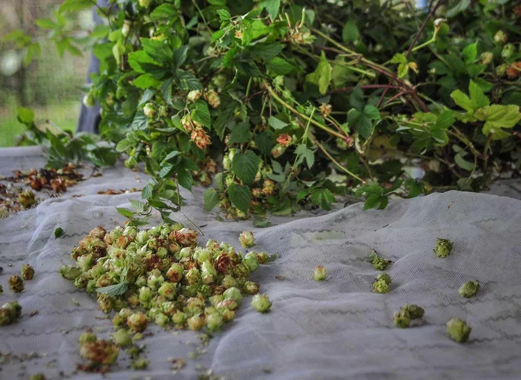 LÚPULO DE CAMPOS DO JORDÃO: a procura por uma cerveja genuinamente brasileira / Camila Almeida