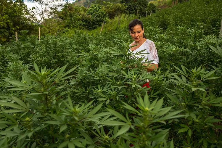 BIANCA RIVEROS: em vez de cortar maconha para traficantes, agora ela poderá trabalhar em plantação que tem a bênção estatal (Juan Arredondo/The New York Times)