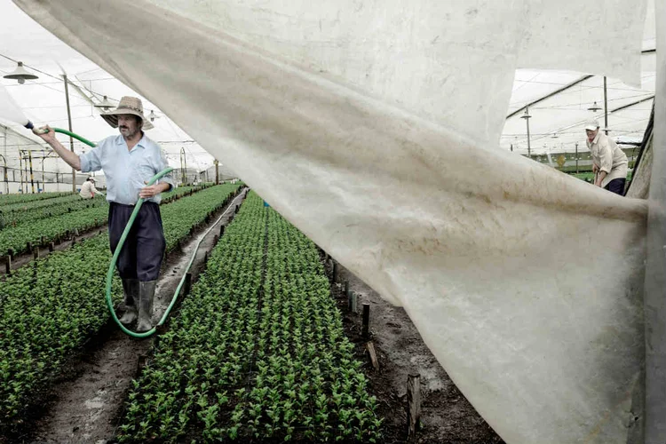 PHARMACIELO:  ao contrário do comércio brutal de heroína e cocaína, a maconha tem aprovação do governo / Jorge Panchoaga/The New York Times