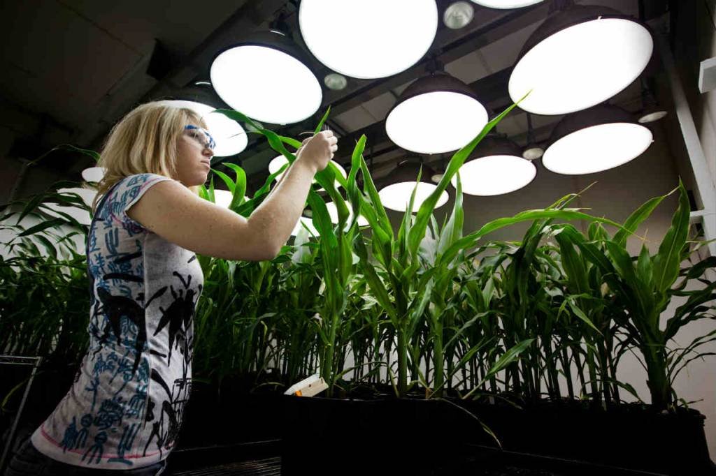 Monsanto: empresa enfrenta mais de 13 mil ações judiciais pelo herbicida glifosato (Getty Images/Brent Stirton)