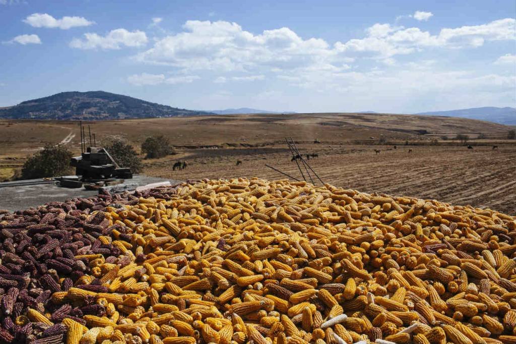 Produtividade incerta de milho no Brasil eleva preços, diz Cepea