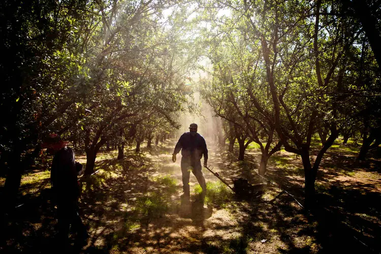 FAZENDA DE CASTANHAS ORGÂNICAS NA CALIFÓRNIA: as grandes indústrias estão pagando aos agricultores para converter suas propriedades / Max Whittaker/The New York Times