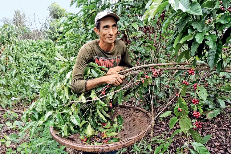 João Ramos, produtor no Amazonas: a adoção de sistemas agroflorestais gerou ganhos no plantio de café (Divulgação Idesam/Exame)