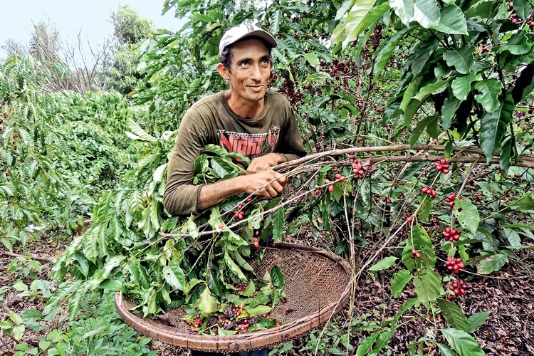João Ramos, produtor no Amazonas: a adoção de sistemas agroflorestais gerou ganhos no plantio de café (Divulgação Idesam/Exame)