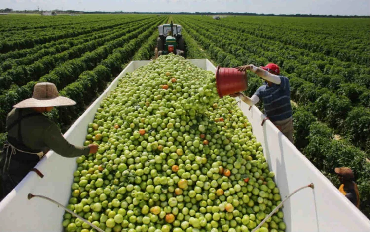 Plano Agrícola Pecuário 2018/2019 define mais R$194 milhões de crédito, juros reduzidos e amplia o Programa Nacional de Apoio ao Médio Produtor Rural (Joe Raedle/Getty Images)